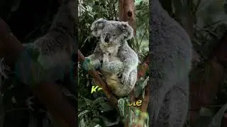 Wild Koala Day 2023 Special 🐨🌳 Koalas Need Your Help!🌿🐨 #WildKoalaDay #savethekoalas #shorts