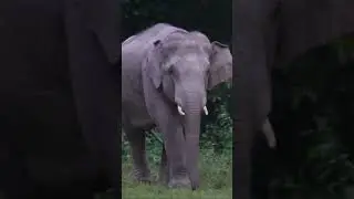 เมฆา เดินสำรวจ #เขาใหญ่ #forestelephant #animalnews #animals #elephanthabitat #elephannature