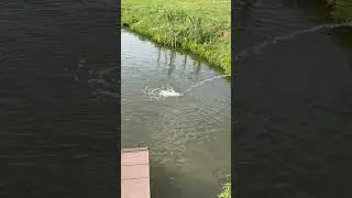 Форель охлаждается во время жары