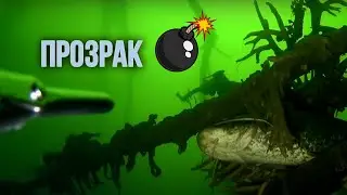 Осенняя подводная охота в идеально чистой реке. Жарим рыбу в казане!