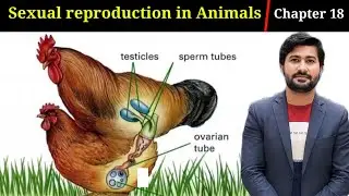 18.8 Sexual reproduction and development in animals | chapter 18 Fsc 2nd year Biology