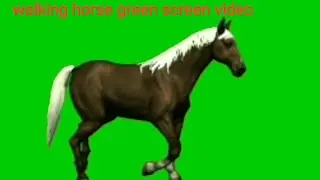 walking horse green screen video
