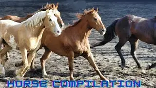 Horses neighing farm sounds compilation for kids