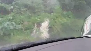 Heavy Rains in Jungle