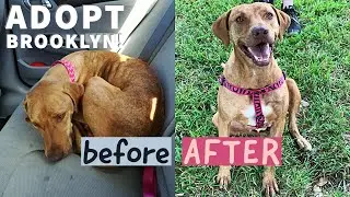 Brooklyn's Story - STARVING Dog's AMAZING Recovery!