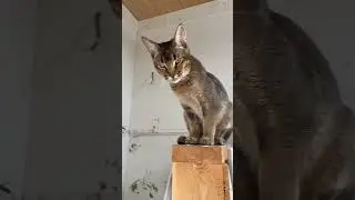 Кайто f4 😍 мальчику 6 месяцев 