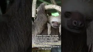 10 interesting facts about sloths.