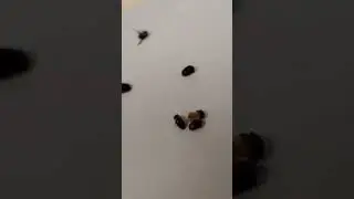 Backyard bug hunt - cigarette beetle
