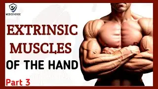 Muscles of the forearm | Origin , Insertion and Action | Extrinsic  muscles | Part 3