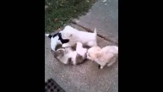 кот нянька