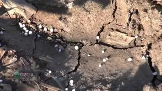 Fall Nitrogen Fertilizer 