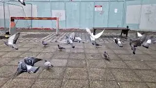 Super Slow Motion Pigeons Taking Off