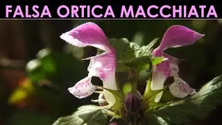 VErba Volant - Falsa ortica macchiata