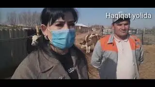 Хоразмнинг Шовот туманида чорвачилик қилиш учун. 50 та Зоттор моли бор, ер беришмаяпди.