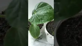 Кабачки на балконе  выращивание дома