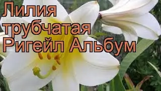 Лилия трубчатая Ригейл Альбум 🌿 обзор: как сажать, луковицы лилии Ригейл Альбум