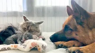 German Shepherd Refuses to Leave Mom Cat and Newborn Kittens Alone