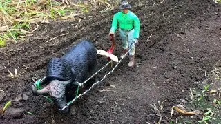 PLOWING, Ploughing using ox toy stop motion | Toy animals | animais de boi |wethinkio farm