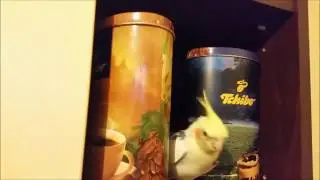 Papūga stumdo dėžutę