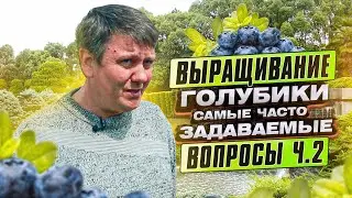 ГОЛУБИКА. ВСЕ о выращивании голубики или 