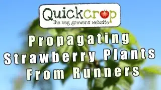 Propagating Strawberry Plants From Runners