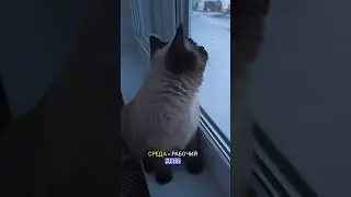 НОВЫЙ ГРАФИК РАБОТЫ 😼#коты#котики#shorts#fannycats#шортс