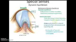 Chapter 21: Special Senses Topics: Equilibrium (anat 32)