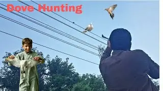 Dove Hunting with Airgun || Airgun Ka Shikar