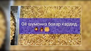рости бовар кардам ба ин гап😱.як порча навор аз Ватан.😕