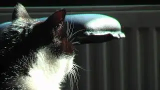 Panasonic HDC-SD9 HD Test