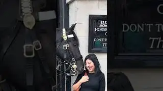 Horse Makes Tourist Laugh So Much, Beautiful moment between King’s Horse and Tourists