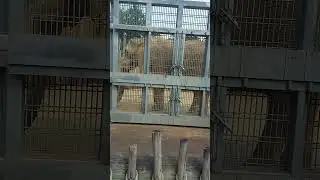 Big huge elephant