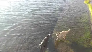 Чёрное море .Подводный пёс