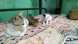 Two active kitten playing beside mom cat.. #petcat #catlover #cutekitten