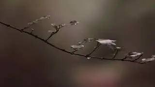 Raindrop