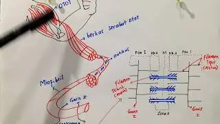 Mekanisme Kerja Otot - 11 SMA