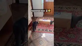 Кот Оскар и кроличья нора🐰🤣 #cat #кот #оскар
