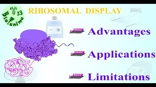 RIBOSOMAL DISPLAY