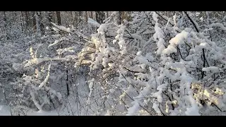 Снег в парке . Декабрь 2021