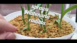 uprawa habenaria radiata