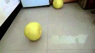 球球&妹妹&柚子球