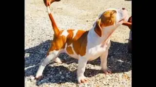 Land of Oz Signature Bloodline Bully Pups