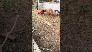 🌪️ 🌪️🌪️ PIGNADO 🌪️🌪️🌪️