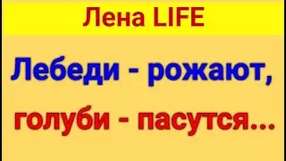 Лена LIFE. Обзор влогов. Врёт. 12 06 2024 Лена