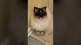 Conversations with my 14.5-year-old Ragdoll cat Charlie #ragdoll #womenofyoutube