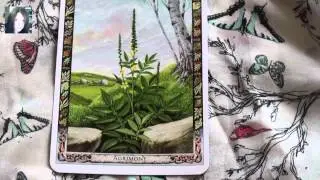 Druid Plant Oracle Deck Review