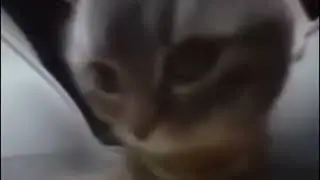 chipi chipi chapa chapa (10 Hours)