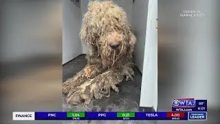 Over a dozen malnourished, neglected pets rescued from Blair County house