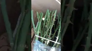 Посылка из питомника Академия роз .