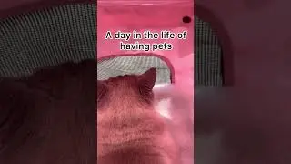 A day in the life of all my pets